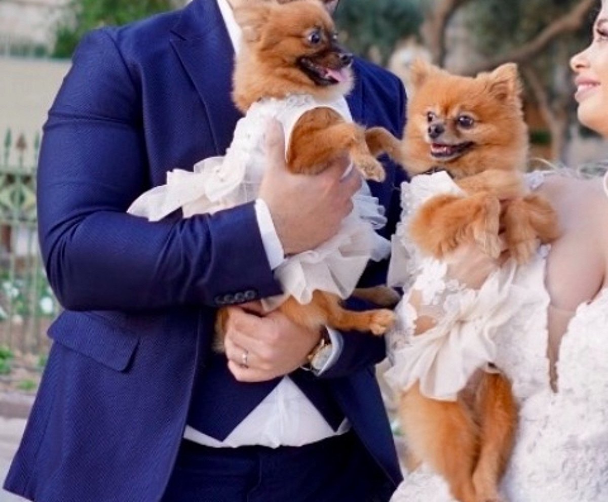 Vestidos para perros  - photo 3