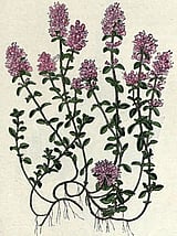 thrifthyme
